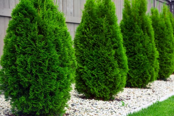 Arborvitae Planting in Seneca