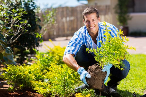 Bush Planting Service in Seneca