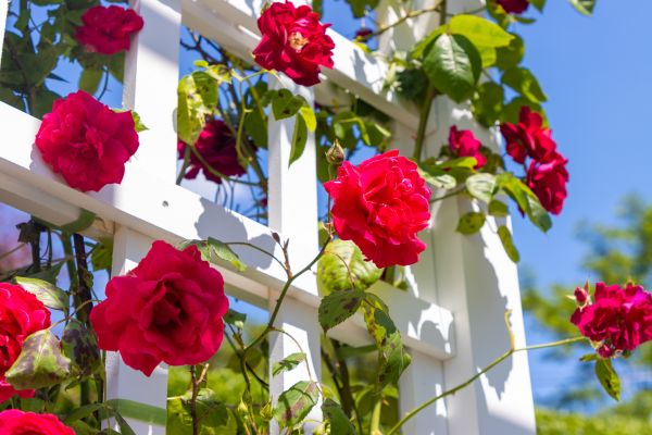 Home Gardening Service in Seneca
