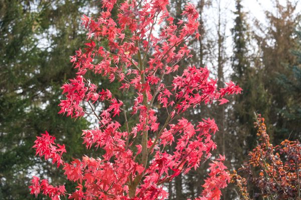Japanese Maple Planting in Seneca