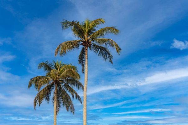 Palm Tree Planting in Seneca