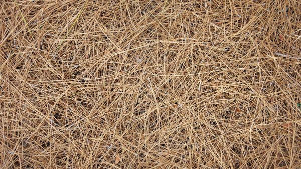 Pine Needles Delivery in Seneca