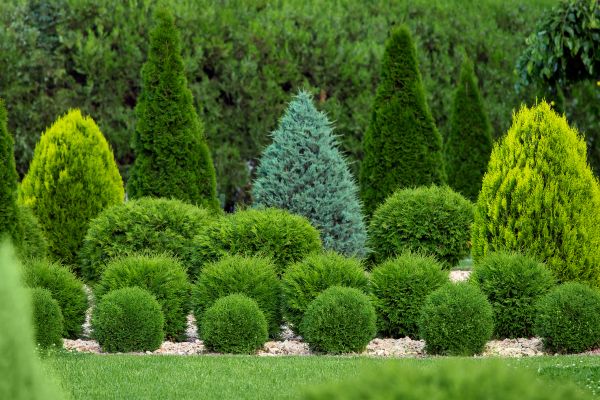 Shrub Replacement in Seneca
