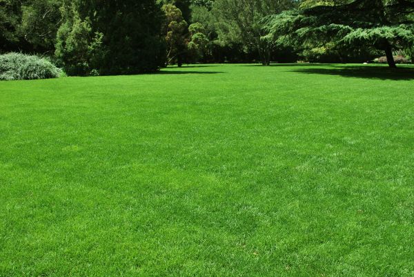Lawn Landscaping in Seneca