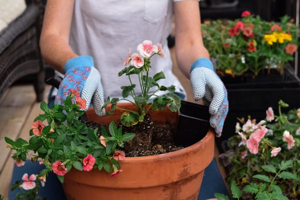 Plant Care Service in Seneca