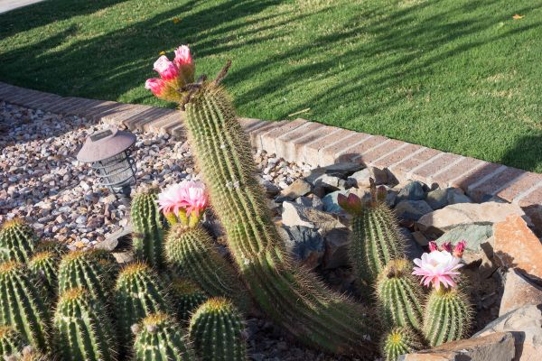 Desert Landscaping in Seneca