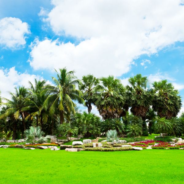 Tropical Landscaping in Seneca