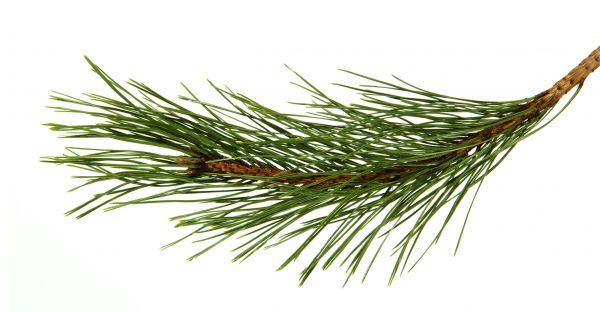 Pine Needles Installation in Seneca