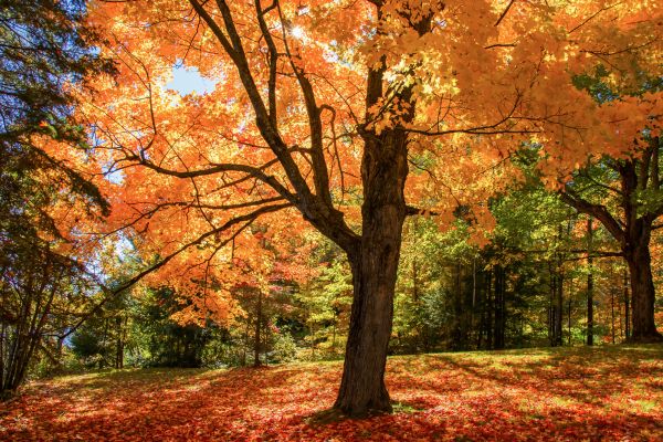 Maple Tree Planting in Seneca