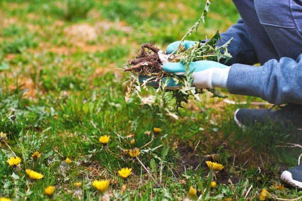 Flower Bed Clearing in Seneca