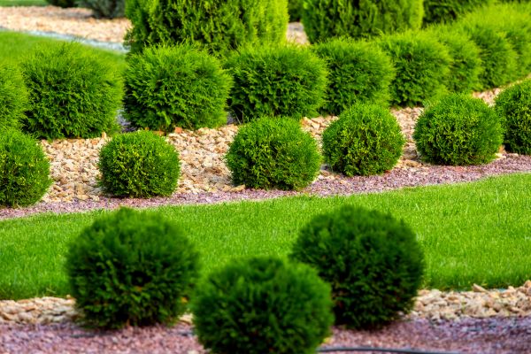 Bush Replacement in Seneca