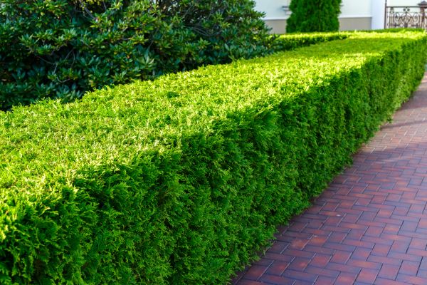 Hedge Installation in Seneca