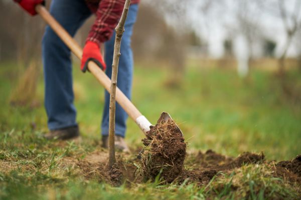 Trees Planting in Seneca