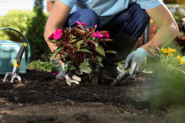 Plant Replacement in Seneca
