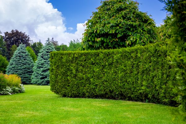 Hedge Landscaping in Seneca