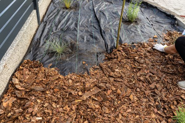 Pine Bark Spreading in Seneca