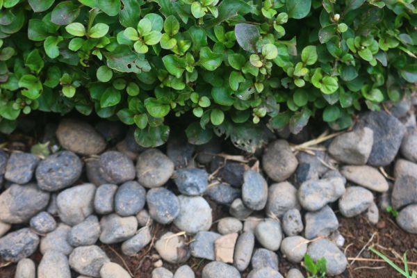 River Stone Installation in Seneca