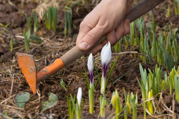 Flower Garden Weeding in Seneca