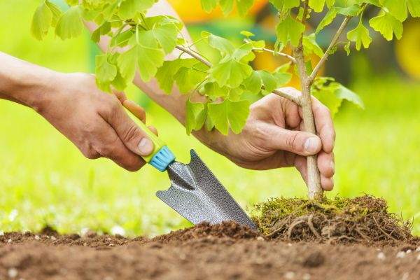 Fruit Tree Planting in Seneca