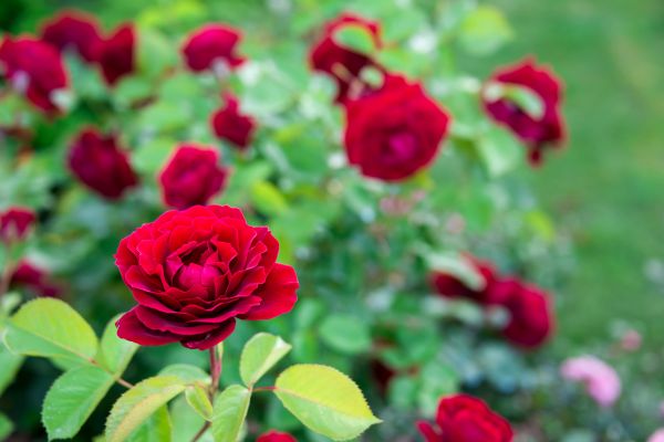 Rose Planting in Seneca