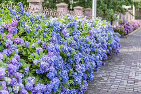 Hydrangea Landscaping in Seneca