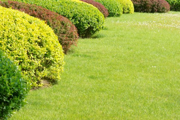 Shrubbery Planting in Seneca