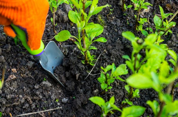 Hydrangea Planting in Seneca