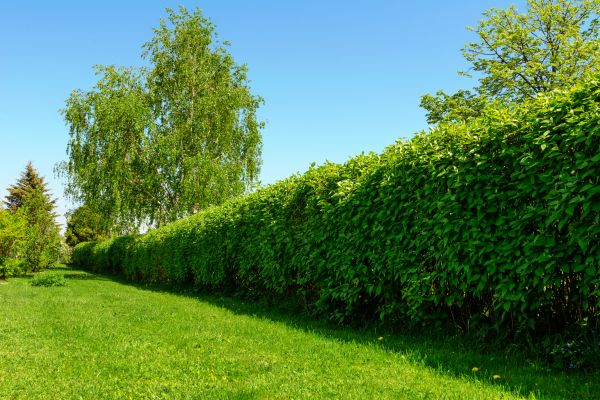 Hedge Replacement in Seneca