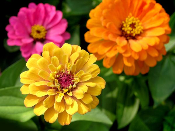 Zinnia Planting in Seneca