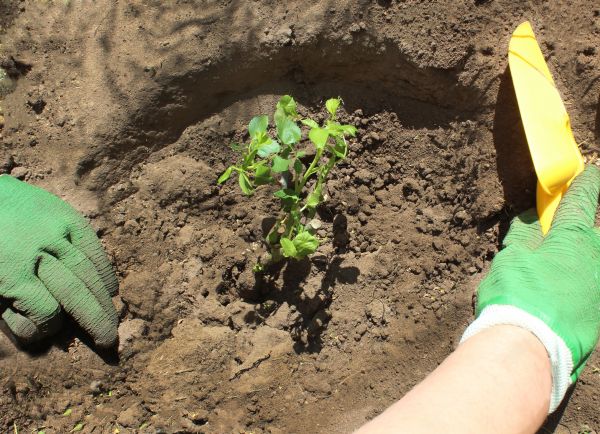 Rose Bush Planting in Seneca