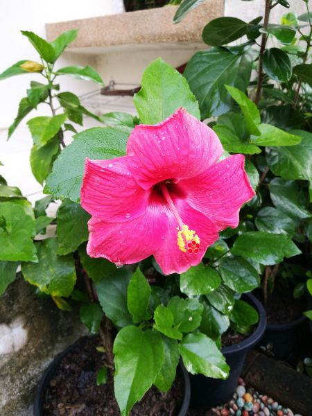 Hibiscus Planting in Seneca