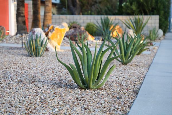 Drought Resistant Landscaping in Seneca