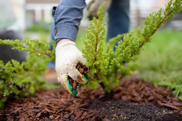 Church Mulching in Seneca