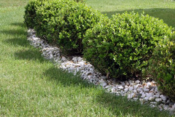 Boxwood Planting in Seneca