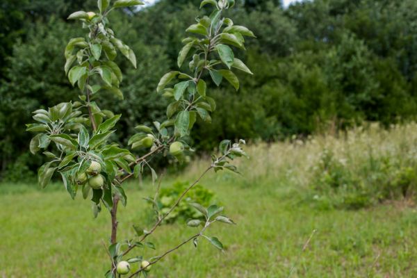 Apple Tree Planting in Seneca