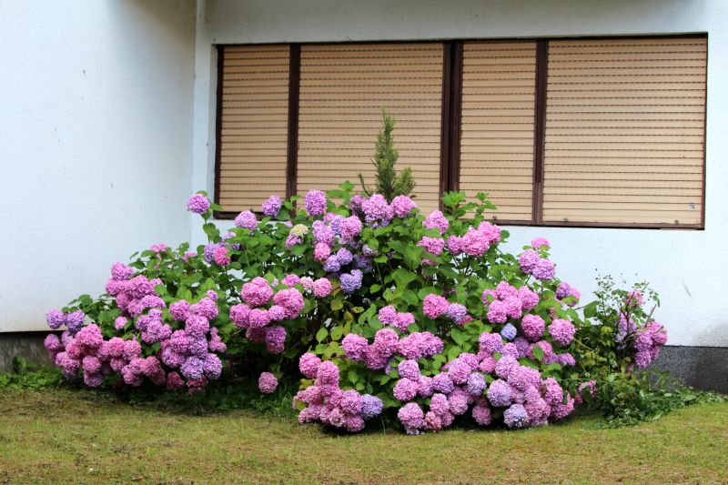 Hydrangea Landscaping